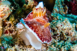Nudibranch by Rudy Janssen 